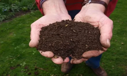 Lo que nunca debes de arrojar a tu compostador