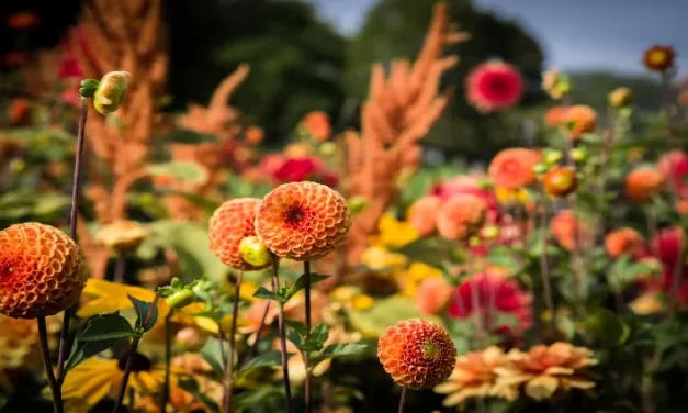 Cultivo de dalias: Todo lo que debes saber