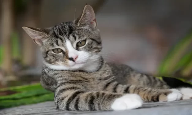 ¿Cuáles son los síntomas de la rabia en un gato?