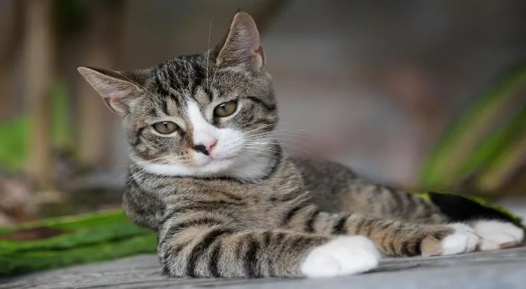 ¿Cuáles son los síntomas de la rabia en un gato?