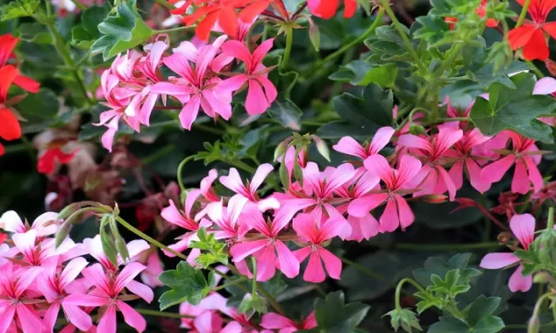 ¿Cómo propagar geranios por medio de esquejes?