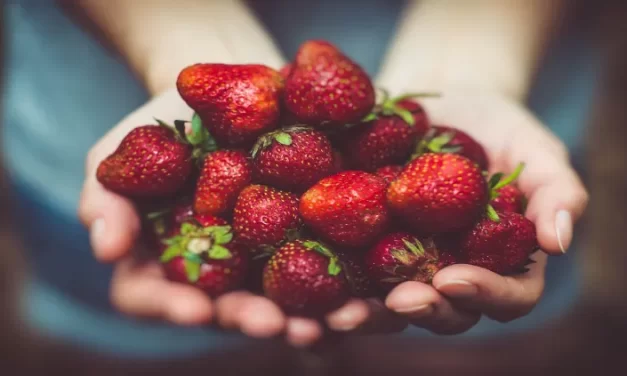 ¿Cómo cuidar las fresas en la primavera?