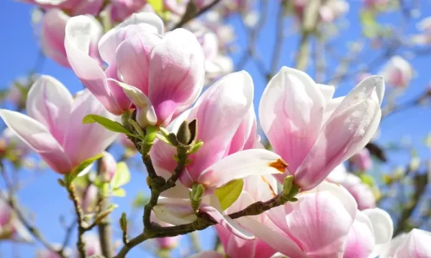 ¿Por qué no florecen las magnolias?