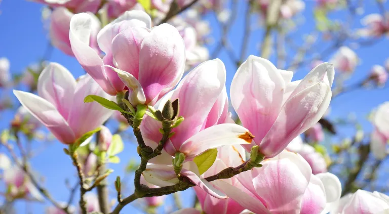 ¿Por qué no florecen las magnolias?