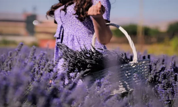 ¿Qué tierra es mejor para el cultivo de lavanda?