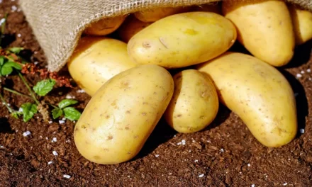 ¿Para qué sirve la cáscara de papa en el jardín?