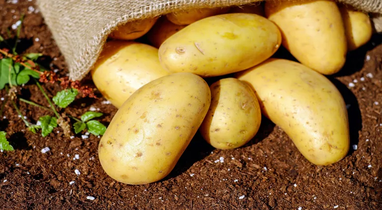 ¿Para qué sirve la cáscara de papa en el jardín?