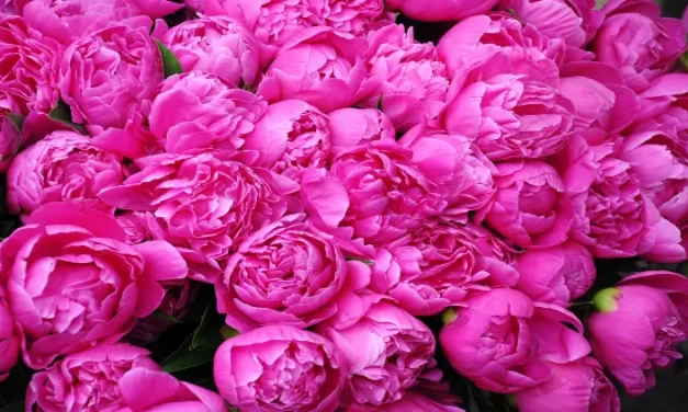 ¿Por qué mis peonías no florecen? Aquí te lo decimos