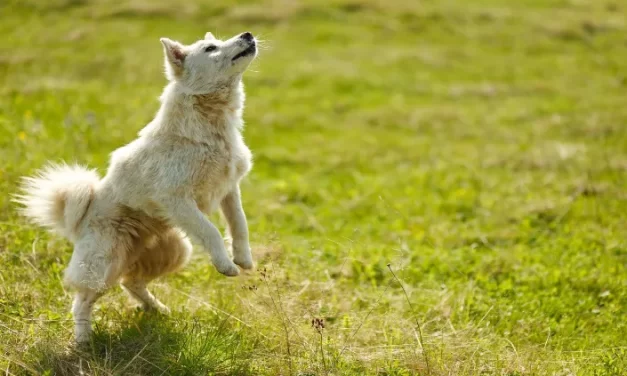 ¿Por qué un perro come hierba?