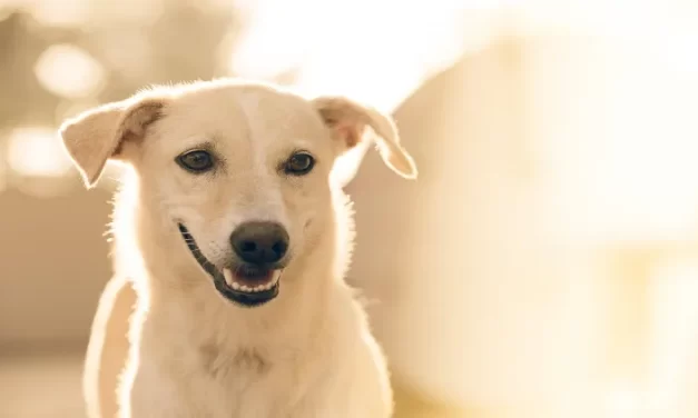 ¿Cómo se manifiesta la diabetes en un perro?