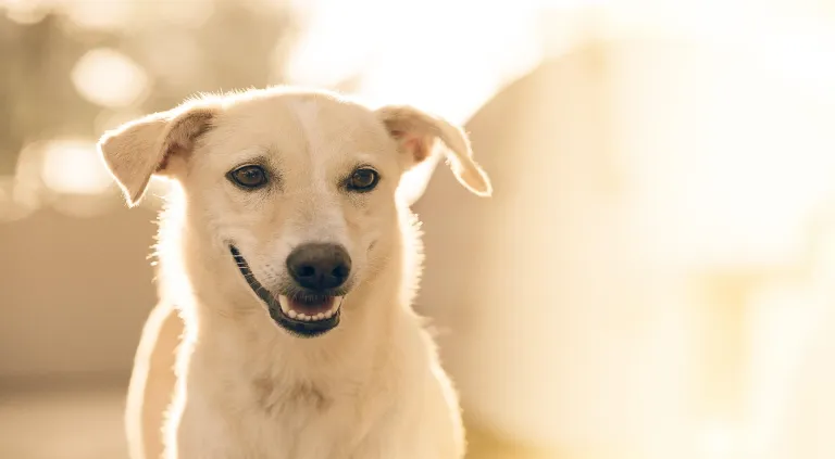 ¿Cómo se manifiesta la diabetes en un perro?