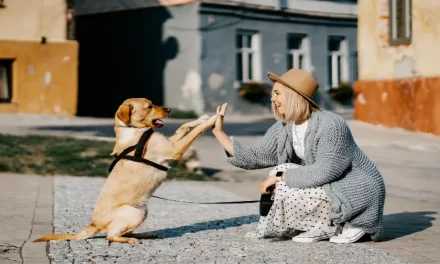 ¿Cómo hacer que mi perro deje de destruir cosas?