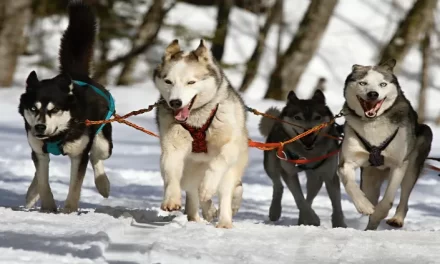 Perro de rescate: ¿qué razas de perros son adecuadas para este trabajo?