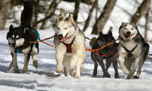Perro de rescate: ¿qué razas de perros son adecuadas para este trabajo?
