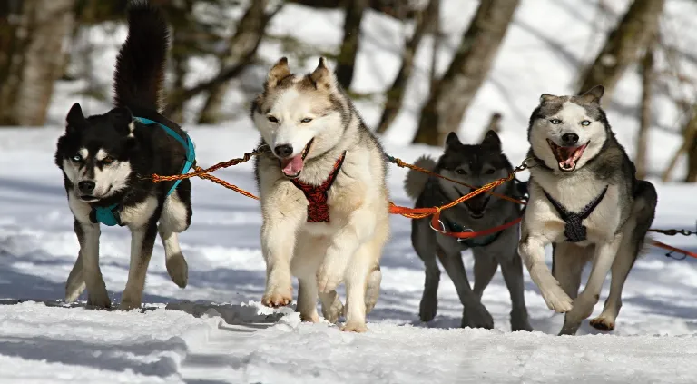 Perro de rescate: ¿qué razas de perros son adecuadas para este trabajo?