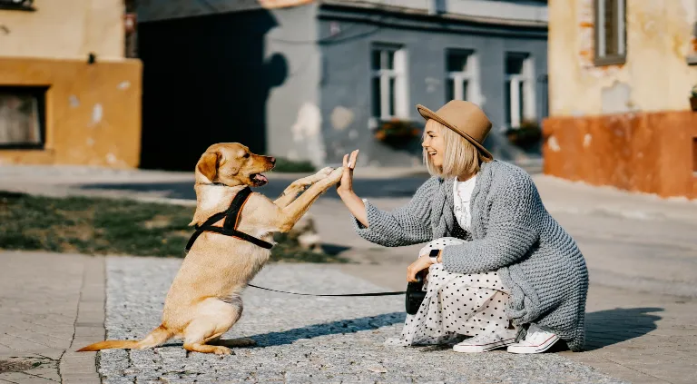 ¿Cómo hacer que mi perro deje de destruir cosas?