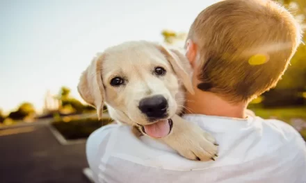 9 situaciones y enfermedades que los perros pueden detectar