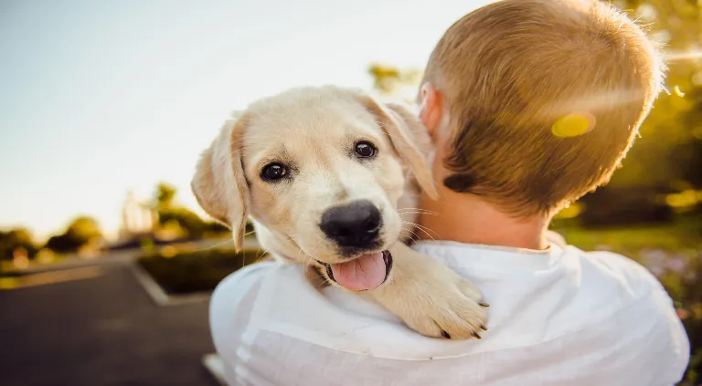 9 situaciones y enfermedades que los perros pueden detectar