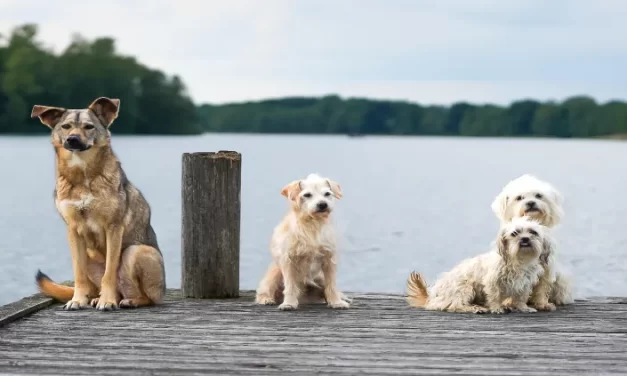 Las 5 razas de perros más irresistibles