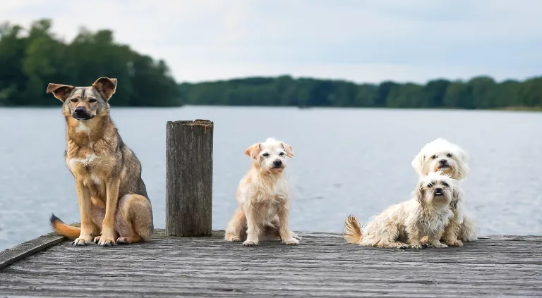 Las 5 razas de perros más irresistibles
