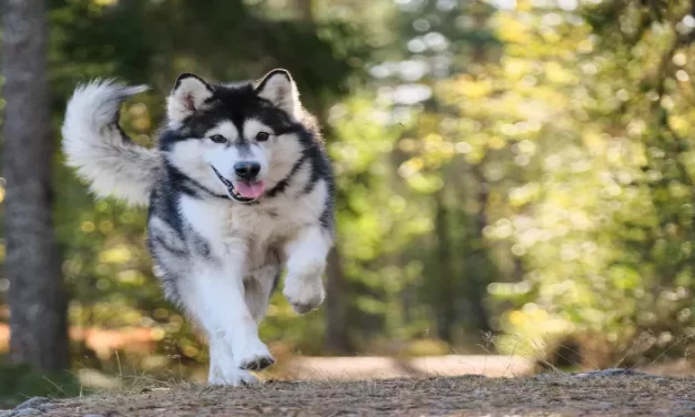 ¿Por qué necesitas cepillar los dientes de tus perros?