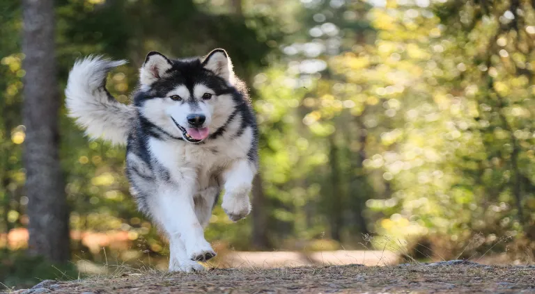 ¿Por qué necesitas cepillar los dientes de tus perros?
