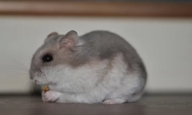 Enfermedades de la piel en un hámster: tipos, síntomas y tratamiento
