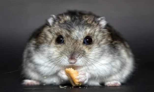 Ojos rojos en un hámster: ¿Por qué sucede esto y qué hacer?