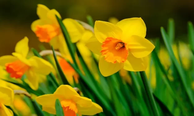 ¿Por qué no florecen los narcisos?