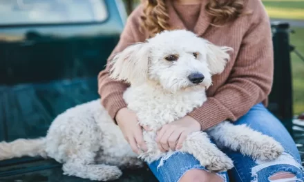 Entrenamiento positivo en perros: ¿cómo hacerlo?
